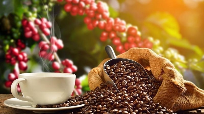 Giá nông sản hôm nay 15/8: Cà phê tiếp tục tăng vọt, hồ tiêu giữ mức cao