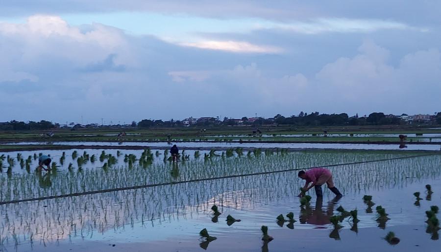 Cấy lúa vào buổi sớm mai tránh nắng tháng Sáu. Ảnh minh họa: Bình Thanh.