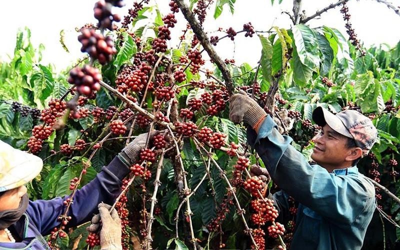 Giá nông sản hôm nay 23/9: Cà phê bất ngờ tăng trở lại, hồ tiêu tiếp tục neo mức giá cao