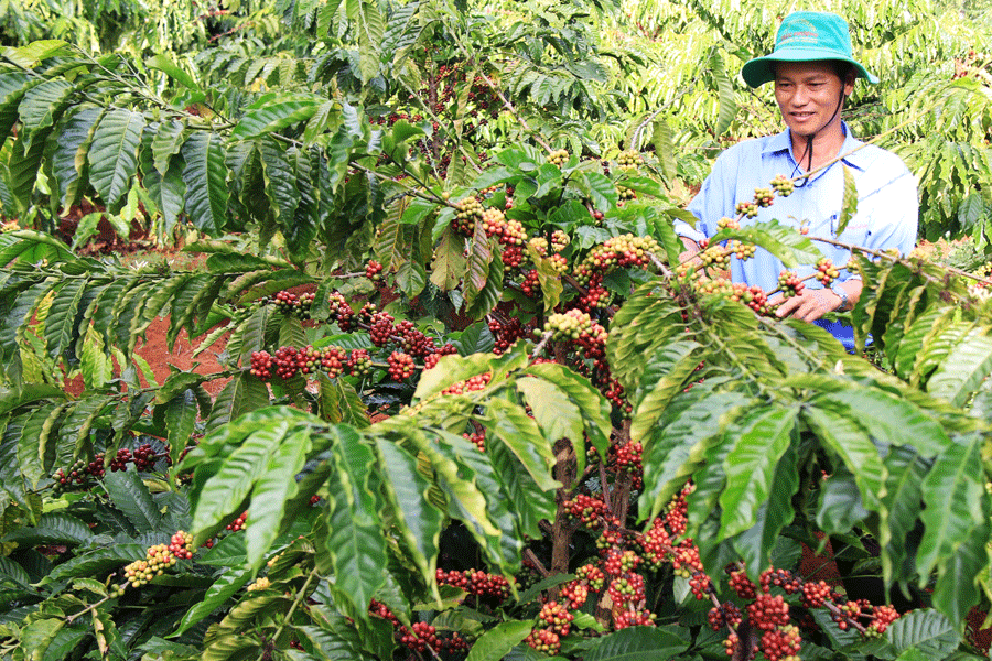Giá nông sản hôm nay 29/9/2025: Cà phê và hồ tiêu ổn định ở mức cao