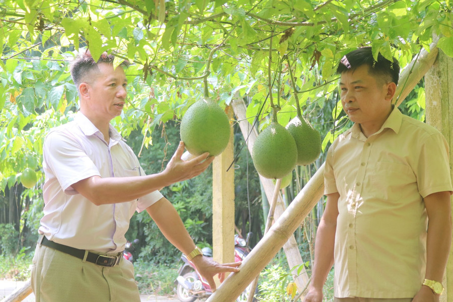 Lãnh đạo Hội Nông dân xã Kim Bình hướng dẫn kỹ thuật sử dụng phân bón hữu cơ cho diện tích gấc của HTX Chung Tín. 1000042519.jpg