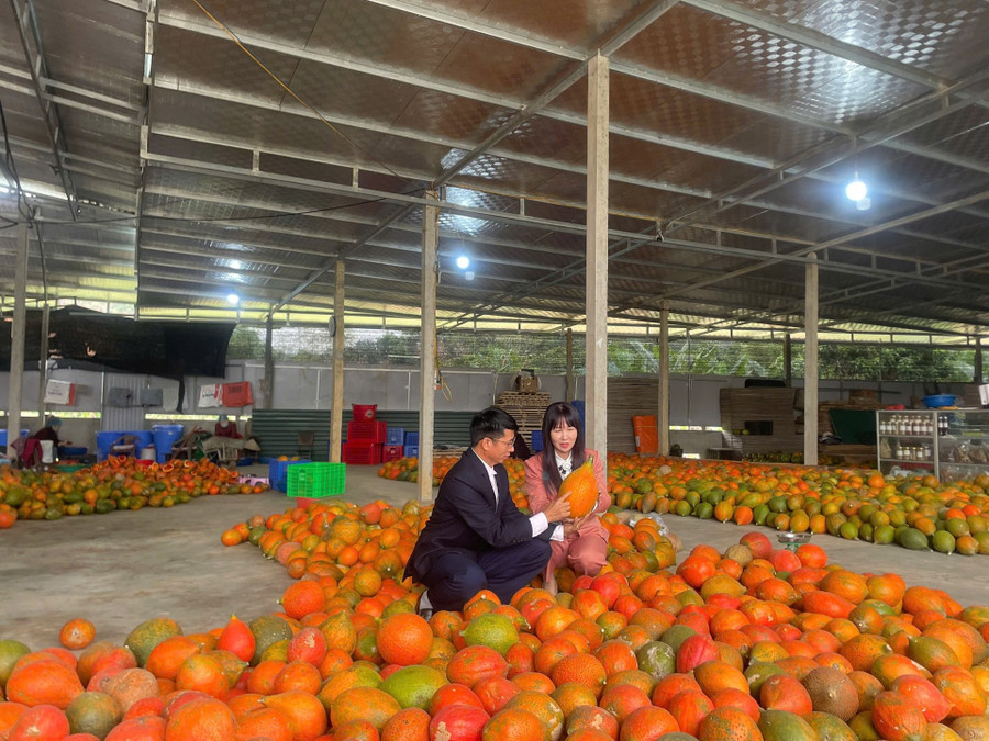 Anh Chung đầu tư nhà xưởng, kho lạnh để chế biến gấc. 1000042518.jpg