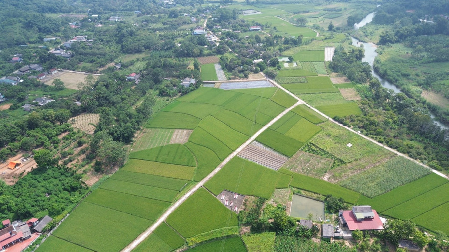 Một trong số diện tích mà các hộ dân trên địa bàn xã Kim Bình, tỉnh Tuyên Quang liên kết trồng gấc với HTX Chung Tín. 1000042516.jpg