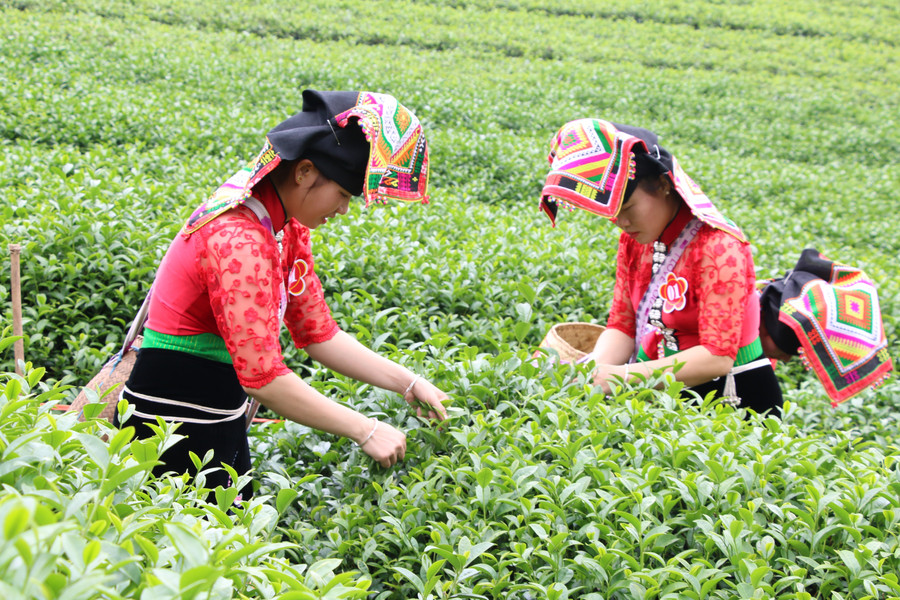 Nhờ sự tuyên truyền của chính quyền địa phương, người dân xã Mường É có thu nhập cao từ trồng chè.