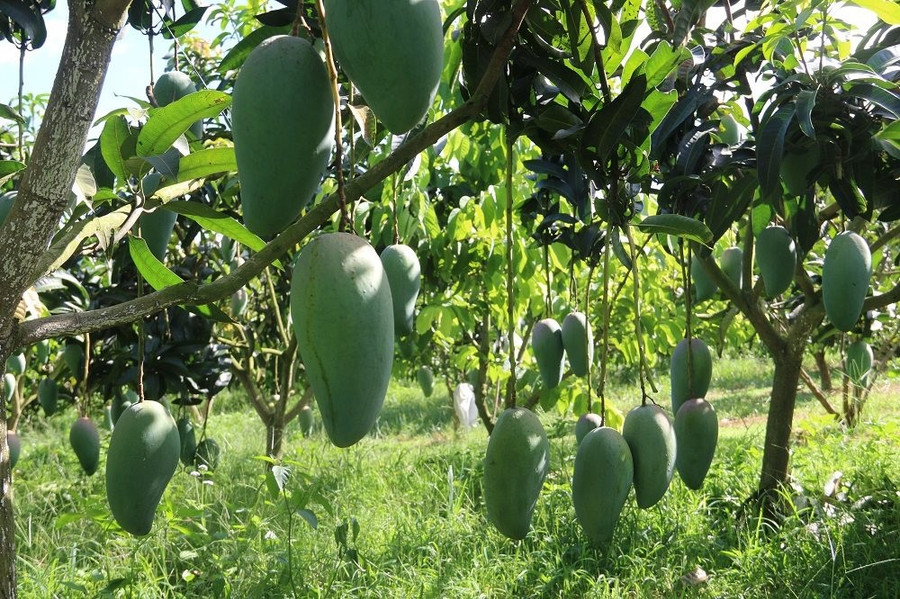 Tỉnh Sơn La trở thành thủ phủ cây ăn quả, đời sống Nhân dân ngày một khấm khá hơn. a21.jpg