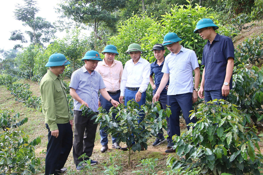 bung-lao-db-2.jpg