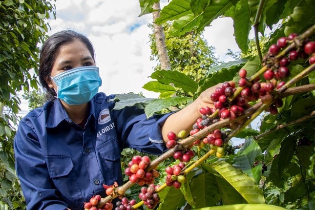 Giá nông sản hôm nay 24/10/2025: Giá cà phê tiếp đà tăng mạnh, hồ tiêu duy trì ổn định