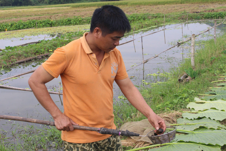 Anh Nguyễn Công Hoan, dân tộc Tày, ở xóm Đồng Phủ 1, xã Yên Trạch là một trong những hộ tiên phong áp dụng mô hình nuôi ốc tại địa phương.