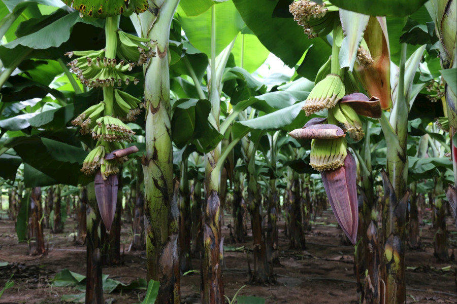 Một trong những cây trồng giúp người dân xã Phan Sơn nâng cao đời sống. 30-4.jpg