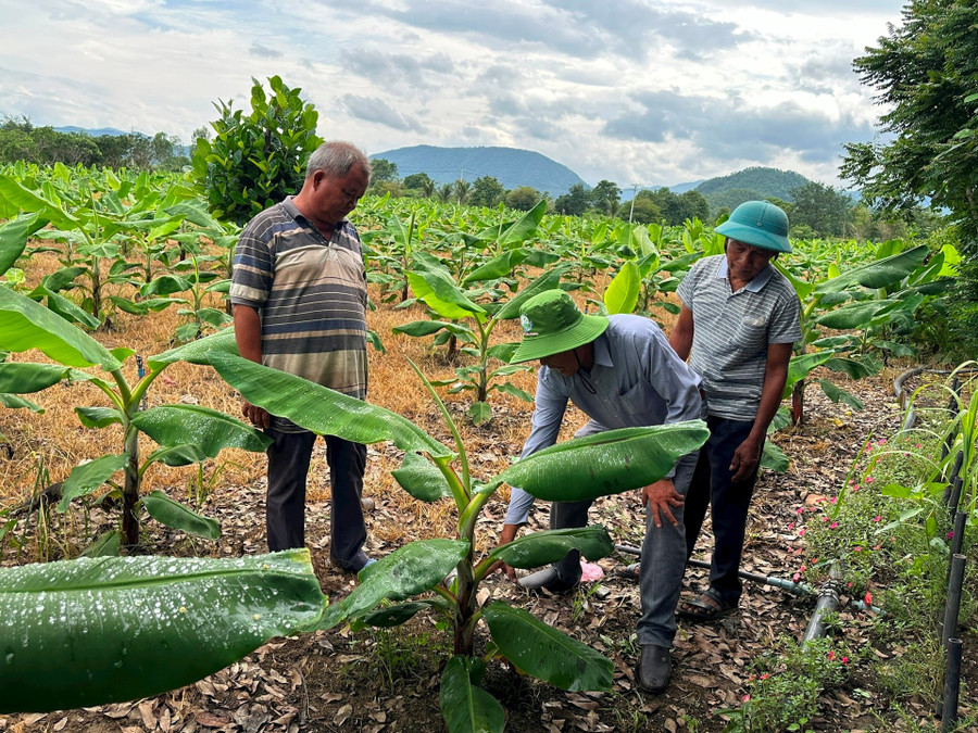 Từ nguồn vốn các Chương trình giảm nghèo đã tạo động lực phát triển ở vùng khó khăn.