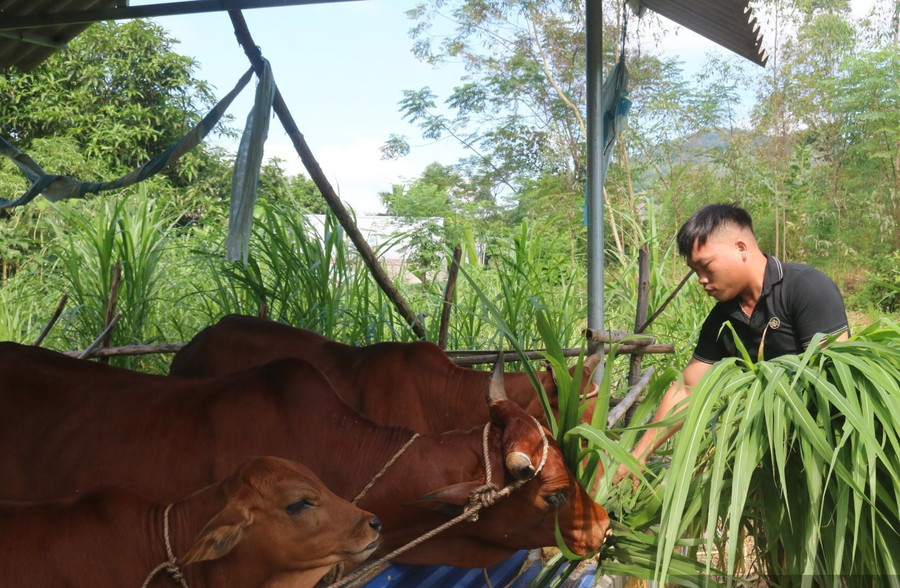 Nhiều hội viên nông dân vươn lên thoát nghèo nhờ nuôi bò nhốt chuồng theo hướng hàng hoá. (Ảnh: Mùa Xuân) 1000044619.jpg