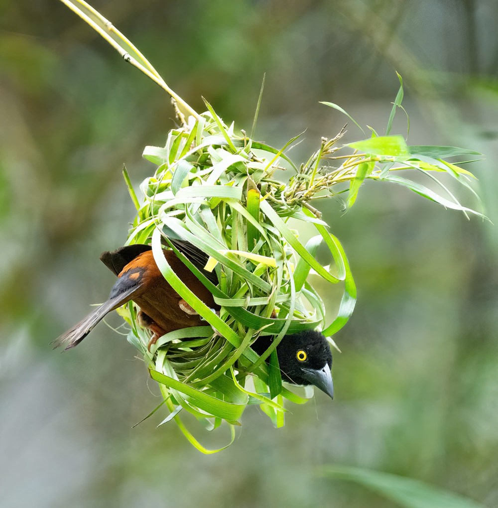 Cùng lữ khách Đỗ Doãn Hoàng đi tìm những “mảng màu rực rỡ biết bay” - ảnh 4