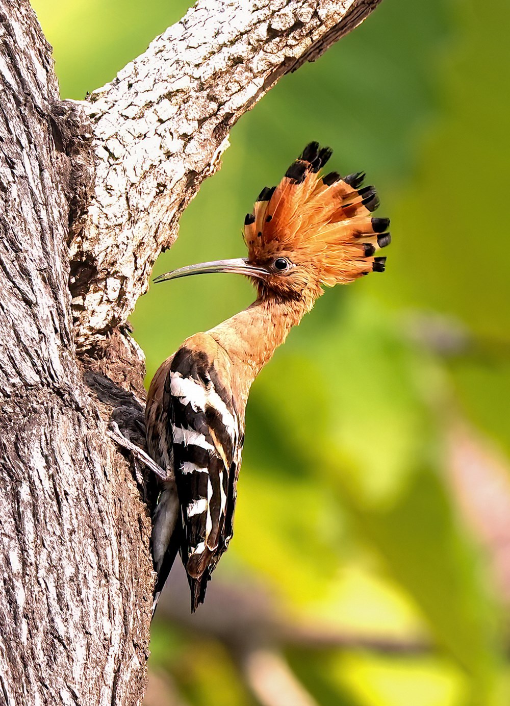 Cùng lữ khách Đỗ Doãn Hoàng đi tìm những “mảng màu rực rỡ biết bay” - ảnh 6