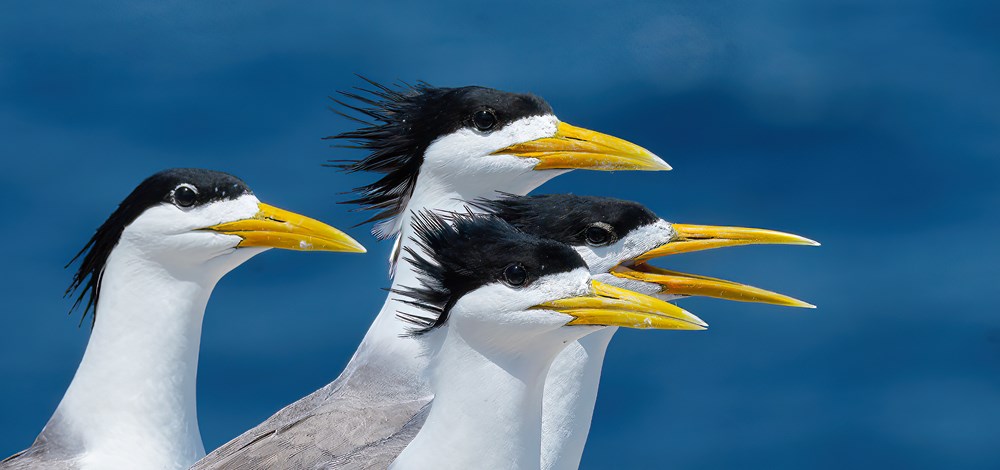 Cùng lữ khách Đỗ Doãn Hoàng đi tìm những “mảng màu rực rỡ biết bay” - ảnh 2
