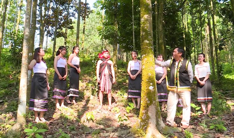 Miền núi Đà Nẵng chú trọng phát triển rừng gỗ lớn gắn với du lịch sinh thái. Ảnh: Nguyễn Hoàng