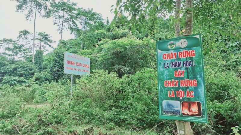 Đà Nẵng nỗ lực bảo vệ rừng, góp phần tạo sinh kế bền vững cho dân dưới tán rừng. Ảnh: Nguyễn Hoàng