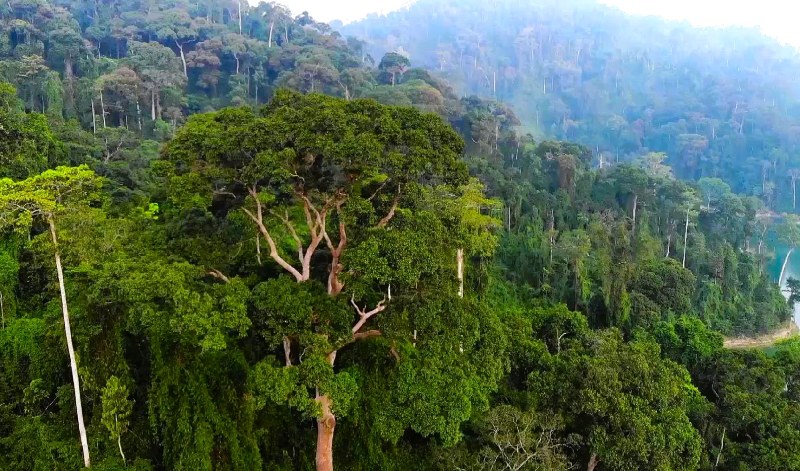 Cánh rừng gỗ lớn bạt ngàn, gồm hơn 250.000 cây gỗ quý xanh tốt của ông Nguyễn Hữu Hoàng. Ảnh: Nguyễn Hoàng