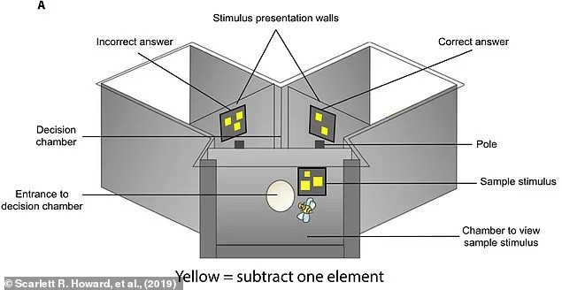 Các nhà khoa học cho rằng chúng ta có thể học cách giao tiếp với người ngoài hành tinh bằng cách nghiên cứu những khái niệm mà chúng ta chia sẻ với loài ong mật. tiet-lo-ngon-ngu-bi-mat-giup-loai-nguoi-tro-chuyen-voi-nguoi-ngoai-hanh-tinh-2.jpg