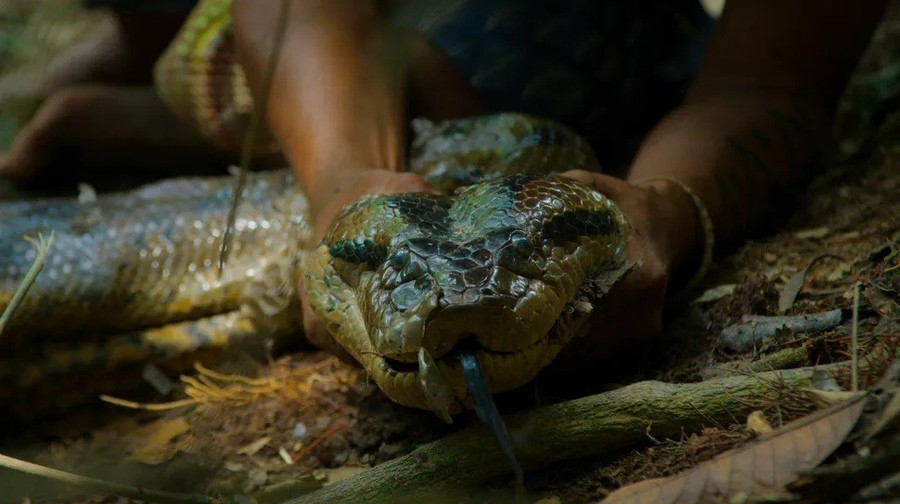 Người Waorani bắt được một con trăn anaconda ở Bameno, Ecuador. (Ảnh: National Geographic)
