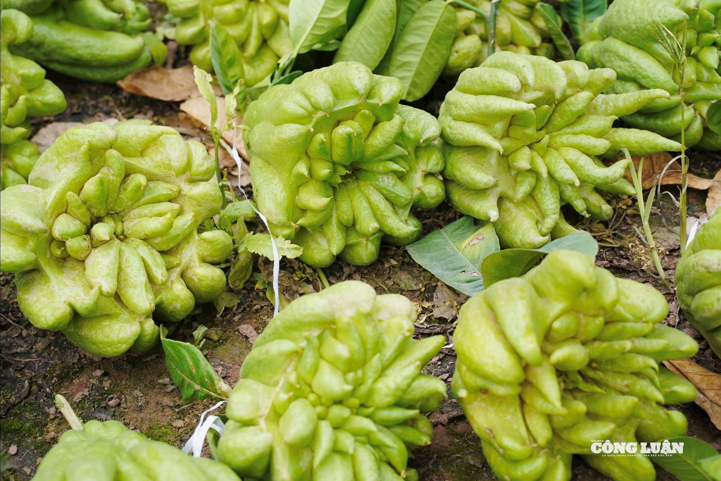 Những quả có hình thức đẹp thường đã được thương lái đến tận nơi đặt mua từ sớm, đánh dấu chờ ngày thu hoạch sát Tết.