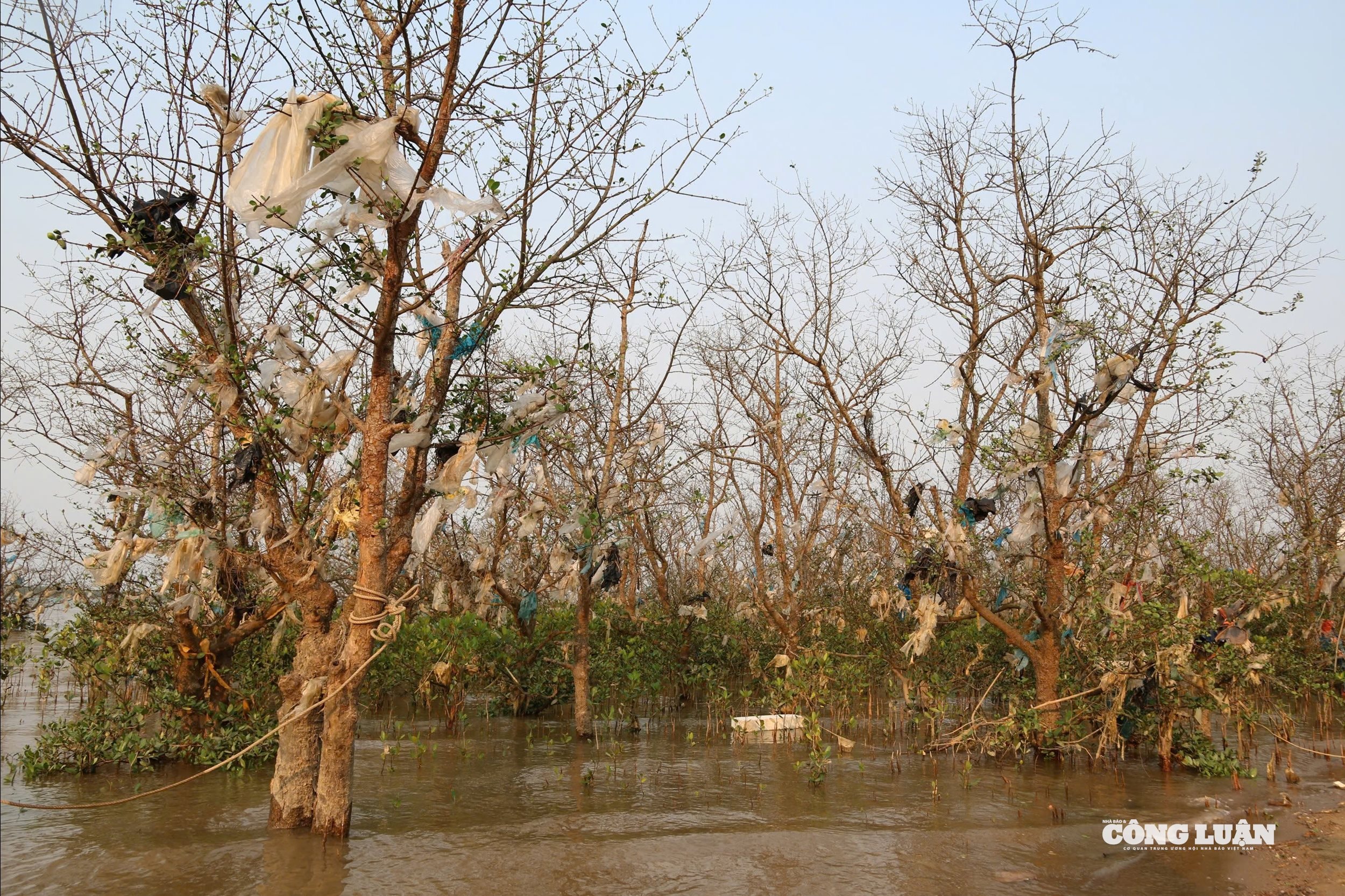 Nhiều loại rác thải, chai nhựa, xốp bám dày đặc trên các tán cây bần.