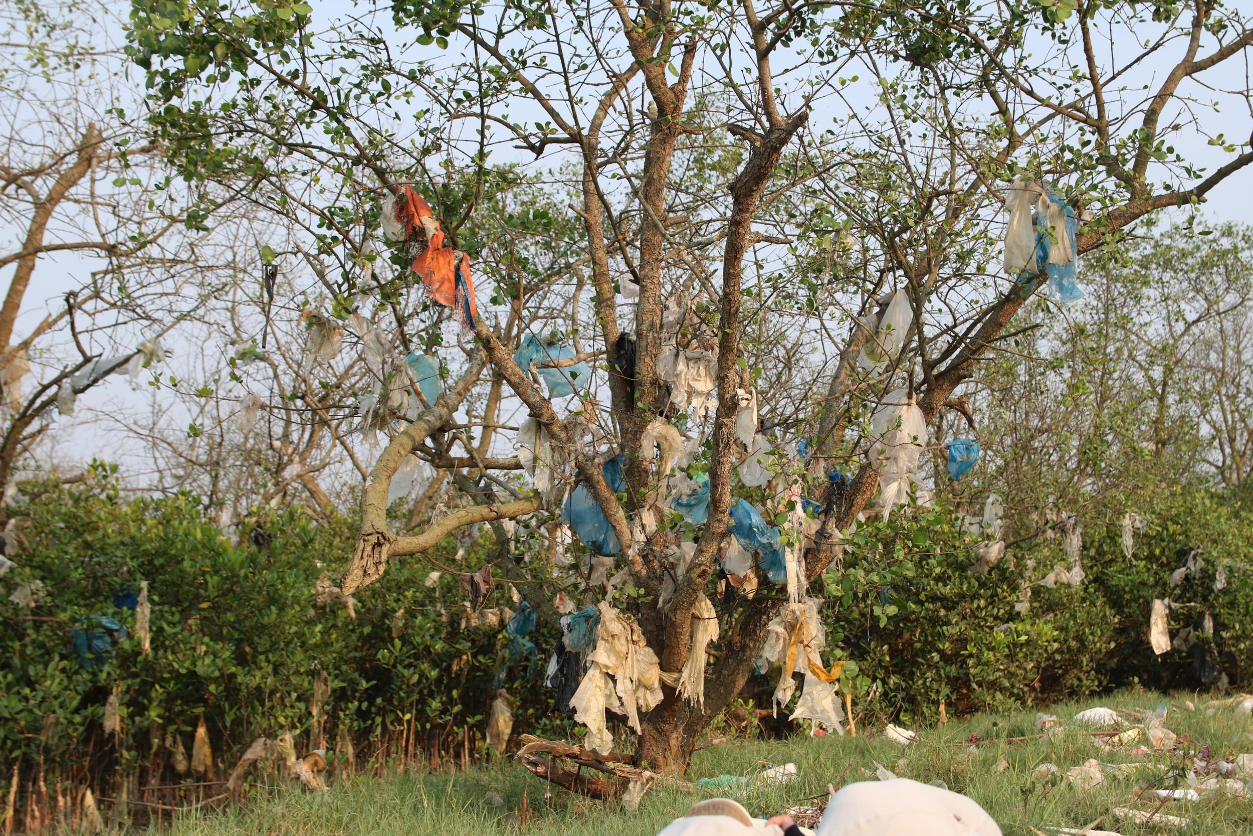 Những “cây rác” đủ loại, phủ kín từng tán lá, cành cây.