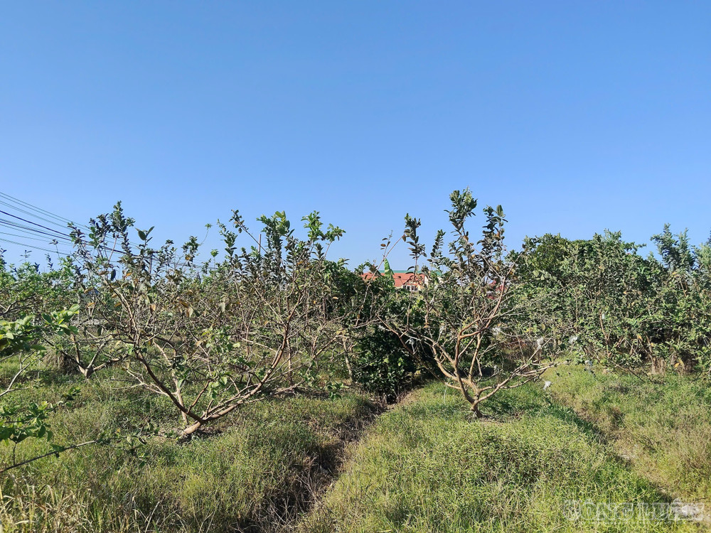 clo_br_z7867793206323-d1b733506c5c13119327f00083b37092.jpg