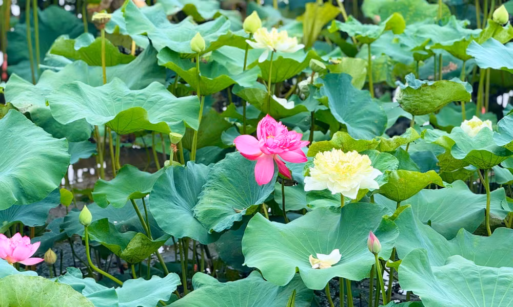 Những bông hoa sen trắng, sen hồng tuyệt đẹp đang đua nhau bung nở giữa bầu trời thủ đô Hà Nội. Ảnh: Đình Trung cc945890-4b1a-44e7-b489-bc963dded0c4-1-201-a.jpg