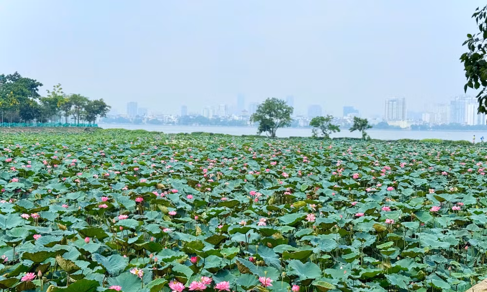 Sắc hồng rực rỡ của những bông sen như tô điểm thêm vẻ đẹp của Thủ đô Hà Nội. Ảnh: Đình Trung c3b980a8-8248-44a7-95b0-74d217449ab6-1-201-a.jpg