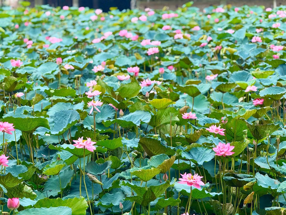 Hằng năm, tháng 6 được xem là thời điểm sen Hồ Tây nở rộ nhất, hoa dày, sắc tươi và hương thơm đậm hơn các thời điểm khác trong năm. Ảnh: Đình Trung 1233a28c-475b-4c2e-ac58-4e9056ad1fc0-1-201-a.jpg