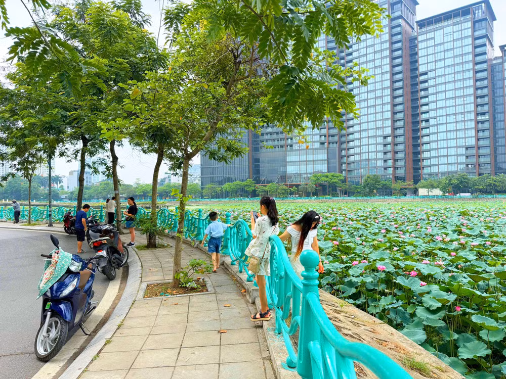 Người dân tập thể dục dừng lại bên đầm sen ở khu vực đường Quảng An để chụp hình, lưu lại khoảnh khắc đẹp nhất. Ảnh: Đình Trung 54a06a3c-68e8-496c-ac4c-5469e9dc5f4e-1-201-a.jpg
