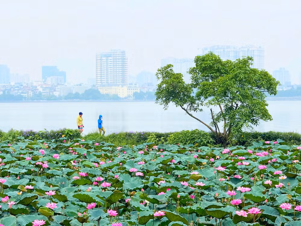 Đầm sen ở khu vực đường Quảng An khoe sắc hồng rực rỡ. Ảnh: Đình Trung cc78df83-c8be-4e78-9dea-3afe57f36343-1-201-a.jpg