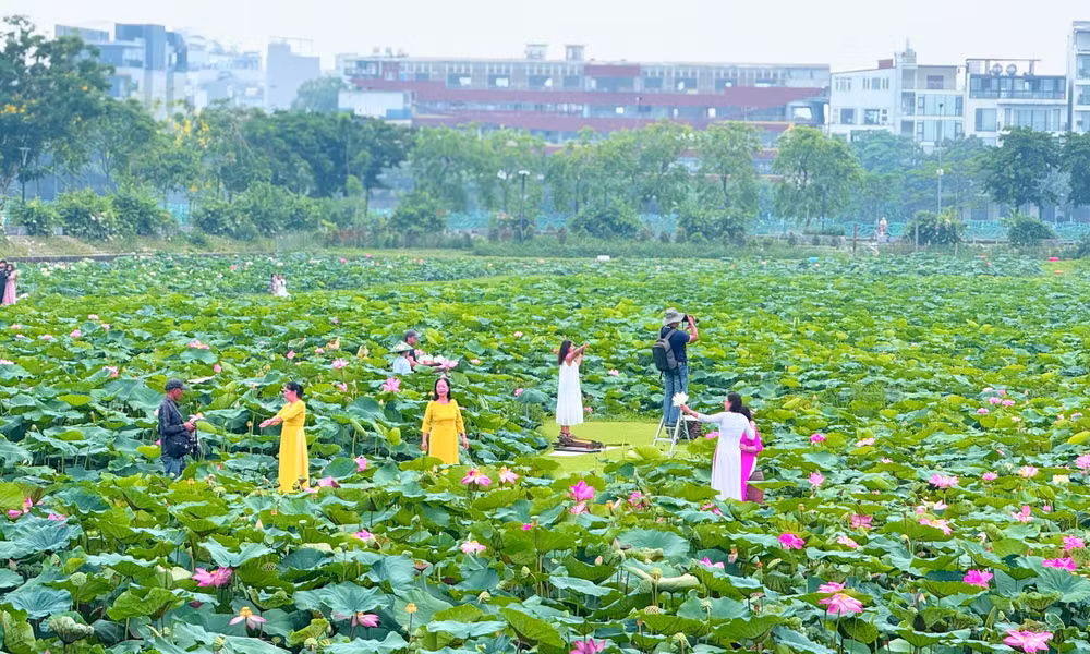 Sen Tây Hồ bước vào mùa nở rộ thu hút đông đảo người dân và du khách đến tham quan, chụp ảnh và tận hưởng không gian yên bình giữa lòng Hà Nội. Ảnh: Đình Trung 367aacb4-1f3c-42e8-be1d-b29642269811-1-201-a.jpg