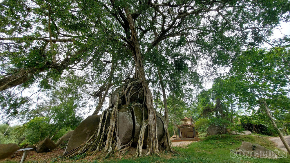 Cây sanh với thế "mâm xôi con gà" tại xã Giai Xuân (ảnh Kim Long) clo_br_4.jpg