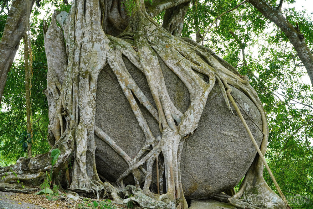 Đối với dân làng Kẻ Mui, cây sanh này không chỉ là một cái cây che bóng mát, mà là báu vật tâm linh, là nhân chứng lịch sử chứng kiến bao thăng trầm của vùng đất. (ảnh Kim Long) clo_br_3.jpg