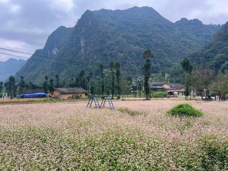 Mùa hoa Tam giác mạch tạo sức hút du lịch ở Cao nguyên đá Tuyên Quang - ảnh 1