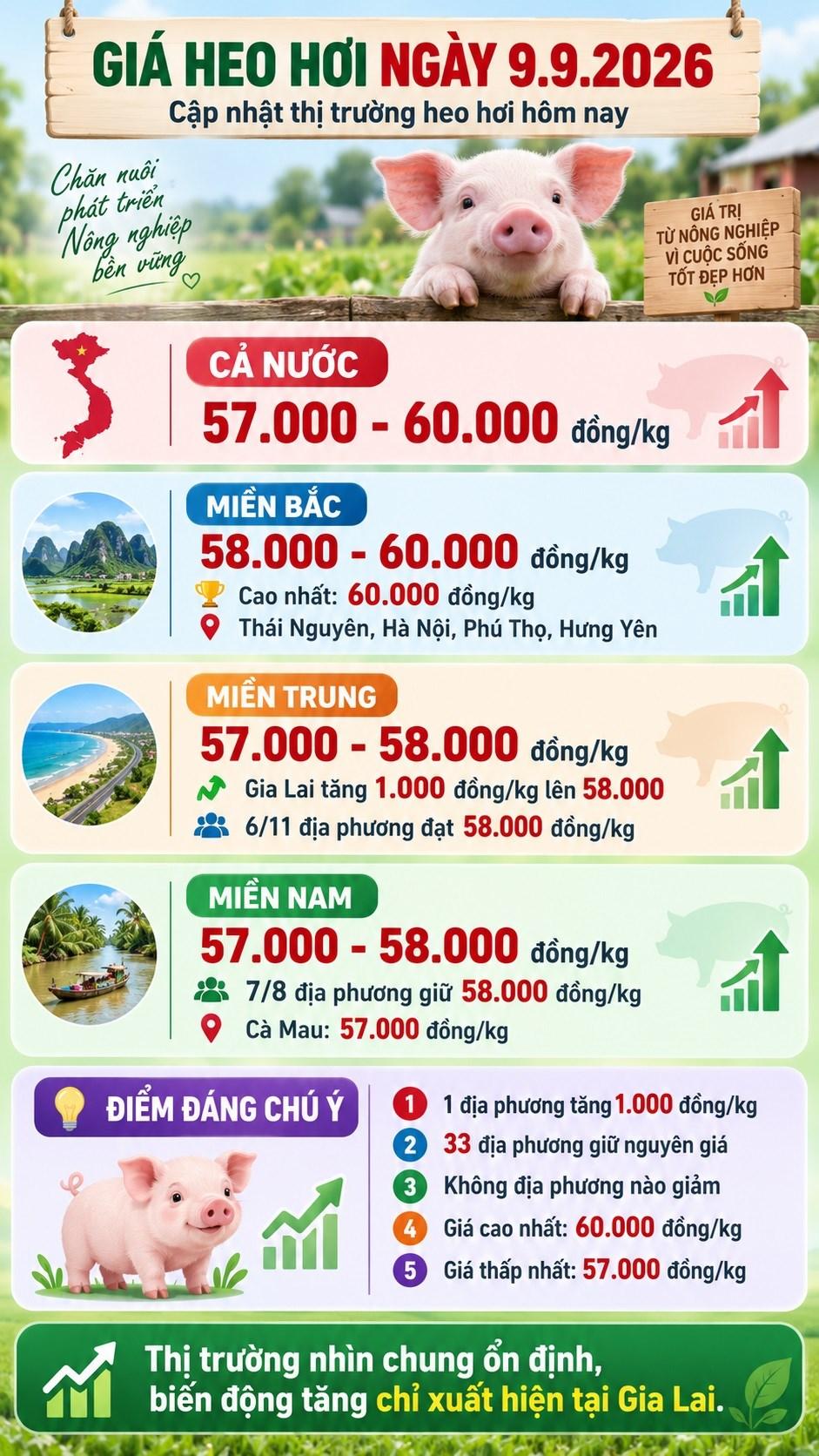 Giá heo hơi hôm nay 9.9.2026: Miền Bắc giữ đỉnh 60.000 đồng/kg - ảnh 3