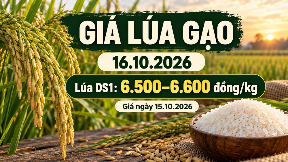 Giá lúa gạo hôm nay 16.10.2026: Sức mua vẫn là yếu tố cần theo dõi - ảnh 1
