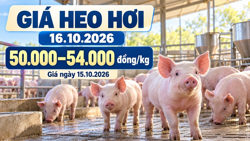 Giá heo hơi hôm nay 16.10.2026: Đà giảm có chững lại? - ảnh 1