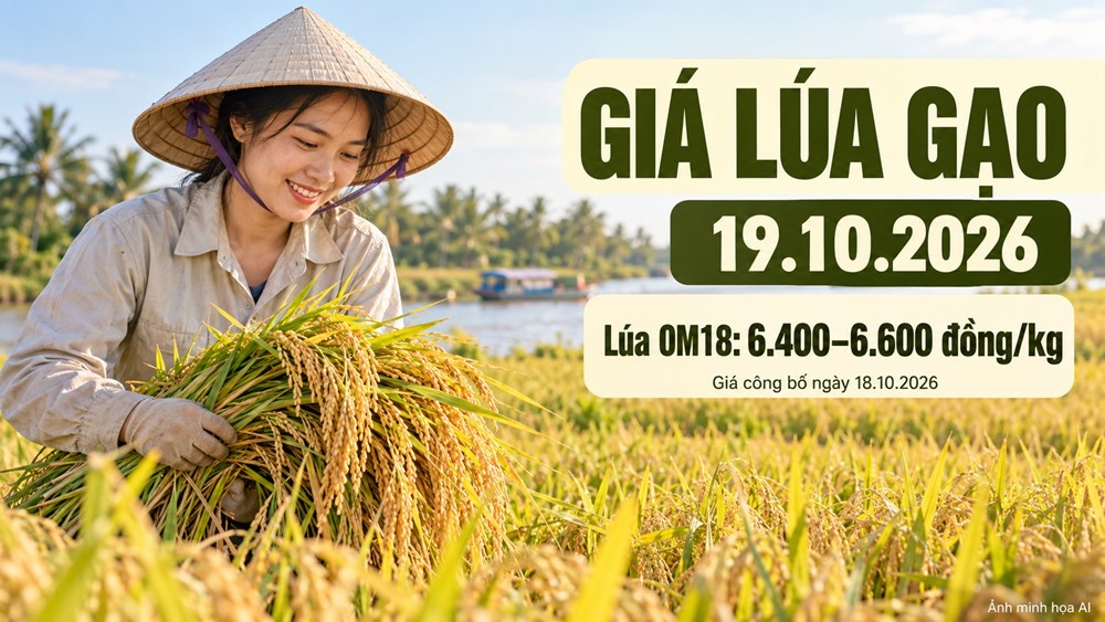 Giá lúa gạo hôm nay 19.10.2026: Lúa thơm chờ sức mua đầu tuần - ảnh 1