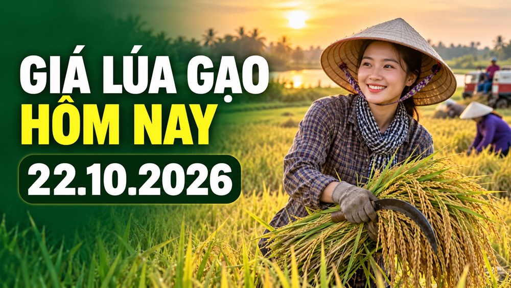 Giá lúa gạo hôm nay 22.10.2026: Sức mua quyết định đà giá - ảnh 1