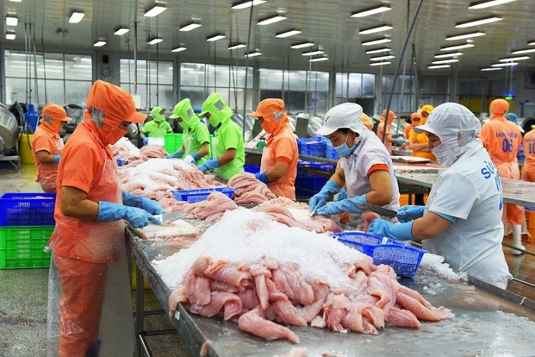 Phile cá tra đông lạnh gia tăng xuất khẩu Phile cá tra đông lạnh gia tăng xuất khẩu