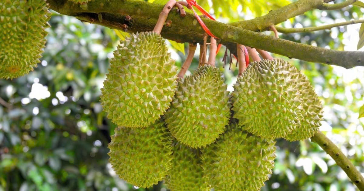 Giá sầu riêng hôm nay 198 Sầu Thái ở Đồng Nai tăng giá